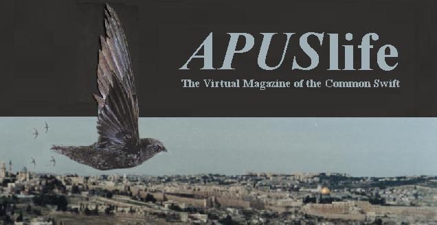 APUSlife The Virtual Magazine of the Common Swift